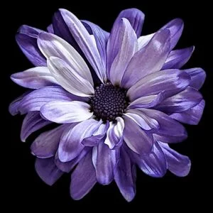Purple POM Daisy on Black Background