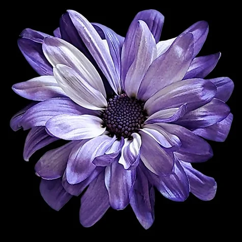 Purple POM Daisy on Black Background