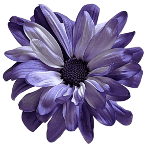 Purple POM Daisy on Transparent (no) Background