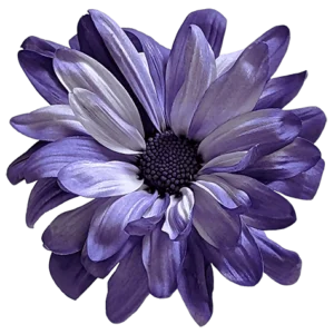 Purple POM Daisy on Transparent (no) Background