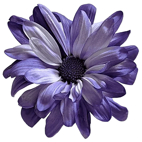 Purple POM Daisy on Transparent (no) Background