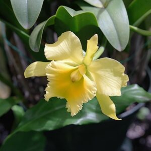 Yellow Orchid