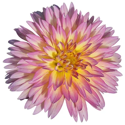 Dahlia Flower on White Background