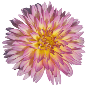 Dahlia Flower on Transparent (no) Background