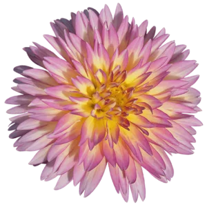 Dahlia Flower on Transparent (no) Background