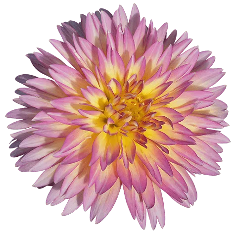 Dahlia Flower on Transparent (no) Background