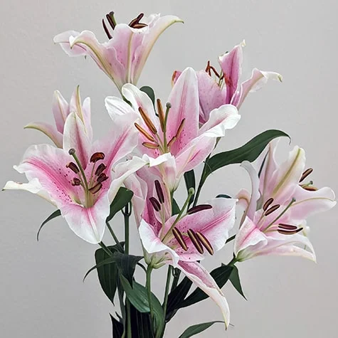 Pink and White Lily Flowers
