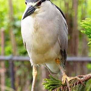 Night Heron Bird