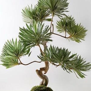 Wabi-Sabi Digital Art