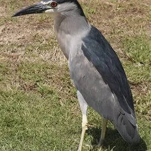 Night Heron Bird #2