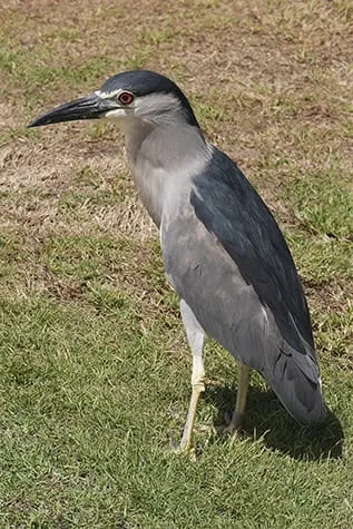 Night Heron Bird #2