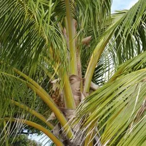 Palm tree