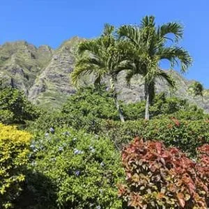 Trees and Flowers