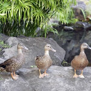 Three Ducks