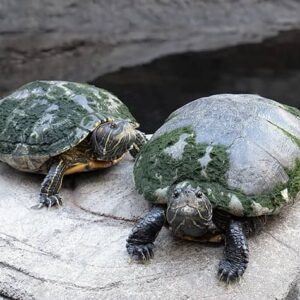 Two Turtles