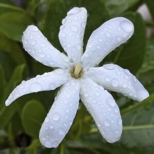 Raindrops on a gardenia flower
