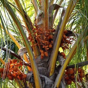 Date Palm Tree